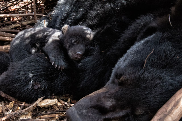 Family of Black Bears