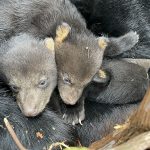 black bear cubs in den, about 7 to 8 weeks old (Emily Carrollo, Pennsylvania Game Commission)