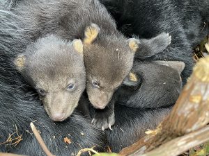 black bear cubs in den, about 7 to 8 weeks old (Emily Carrollo, Pennsylvania Game Commission)