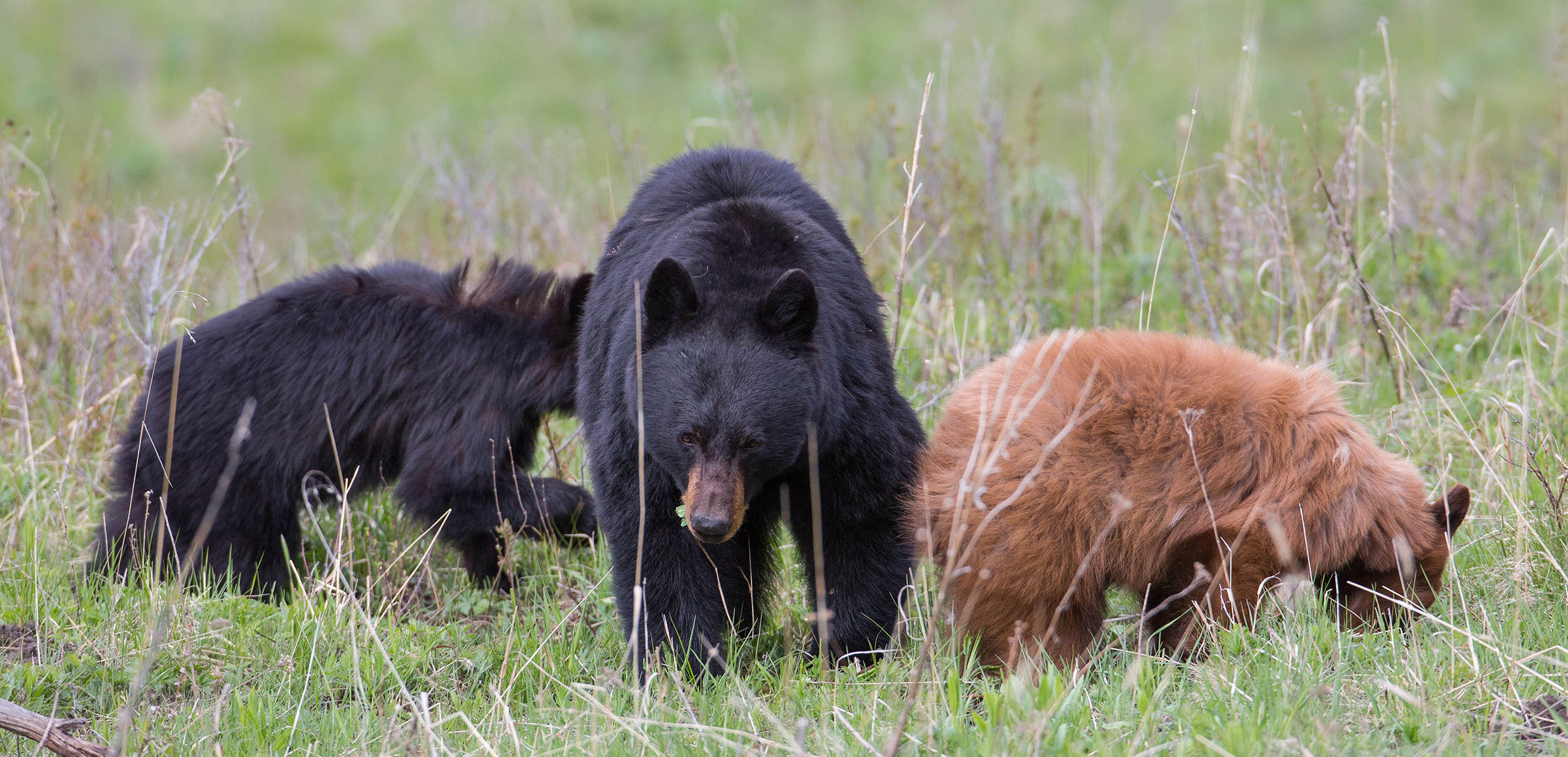 Black bear with cubs