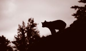 black bear silhouette
