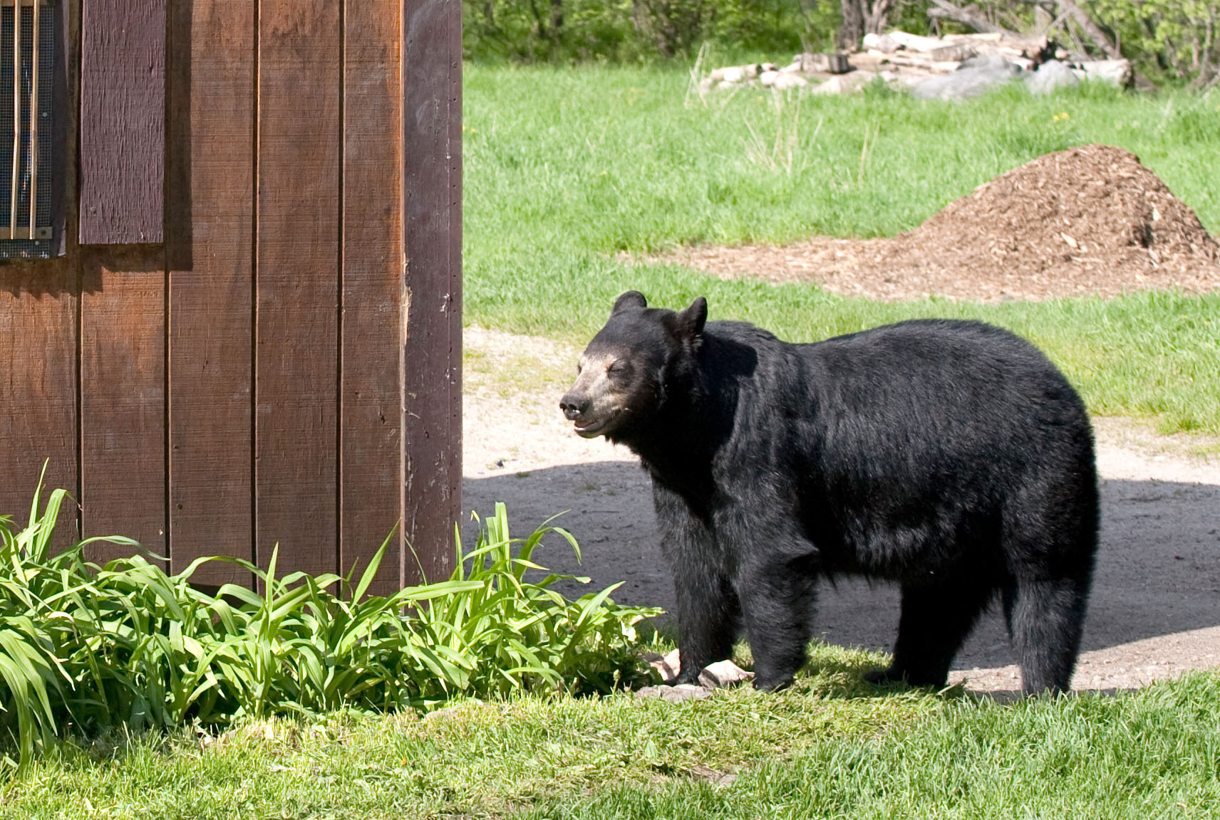 Black Bear near building