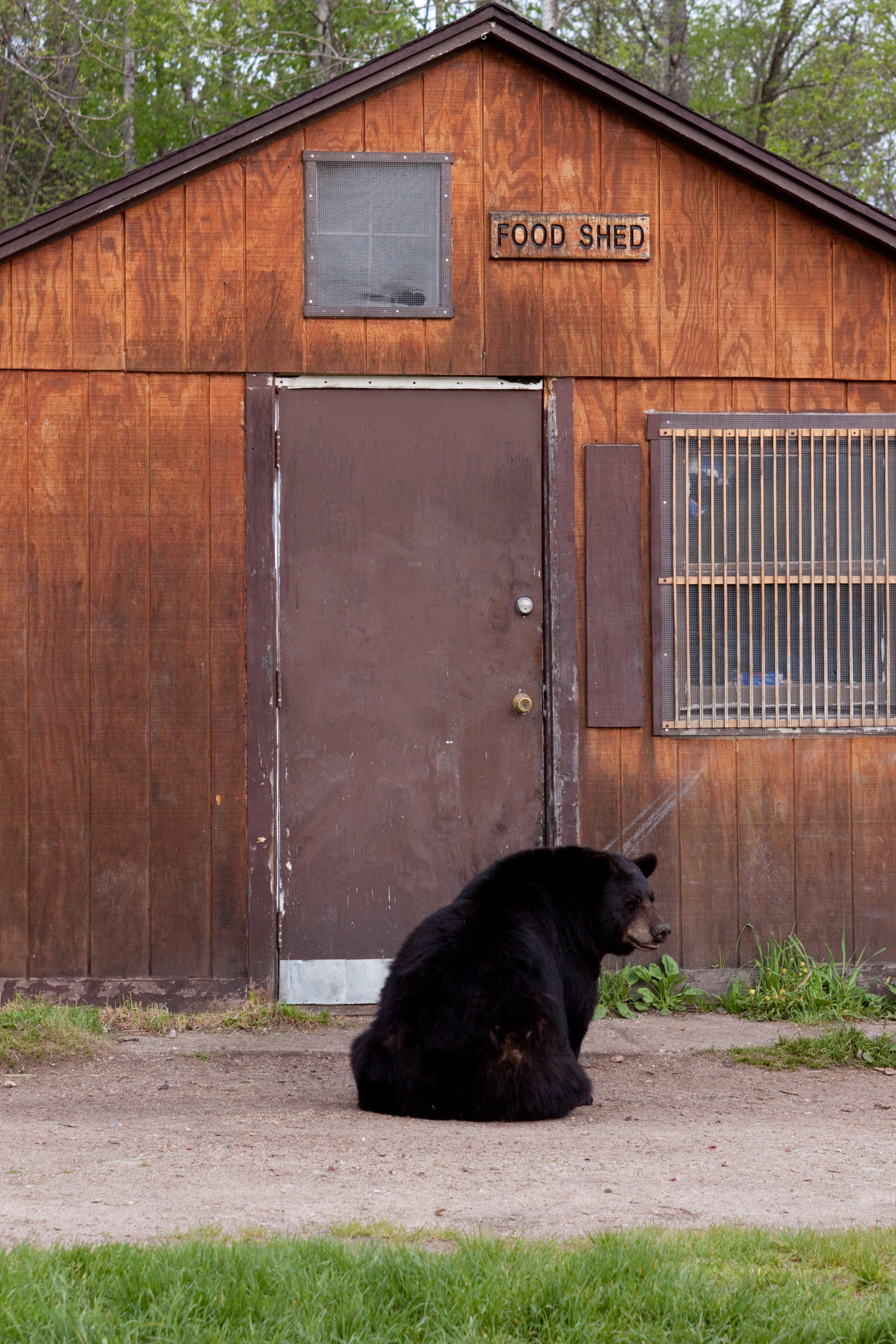 black bear at shed