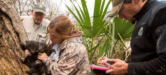 Bear biologists checking bear cubs in Louisiana