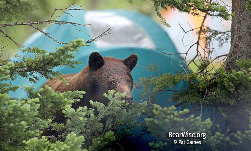 black bear by tent (Pat Gaines photo)