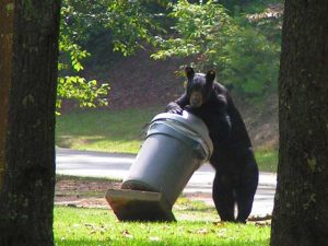 bear-encounters-low black bear in the garbage