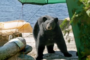 black bear in camp in vacation country