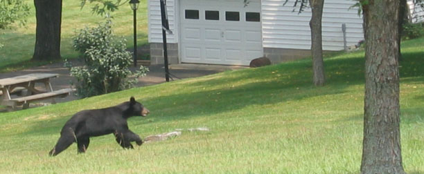 bear running by house