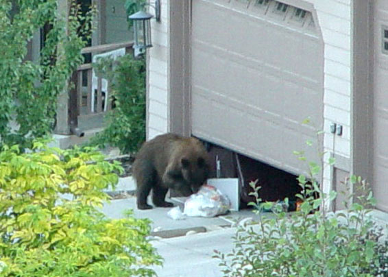 bear raiding trash iin open garage door (photo: Warren Holland)