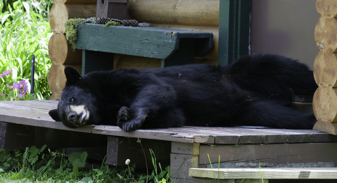 bear-on-porch-bearwise bear safety - bear on the porch