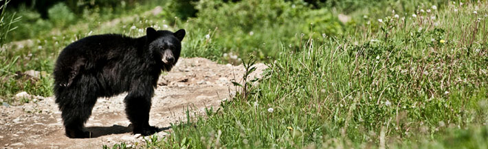 black bear on trail