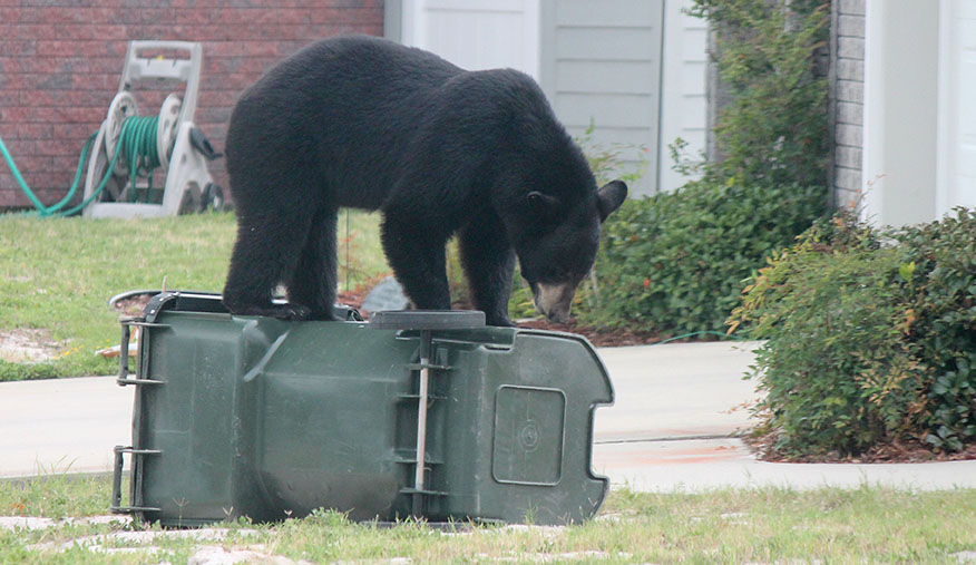 bear-on-trash-container-candiehowardweb bear on top of bear-resistant container