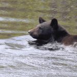 black bear swimming (courtesy of Minnesota Dept of Natural Resources)