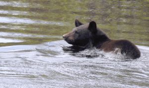 black bear swimming (courtesy of Minnesota Dept of Natural Resources)