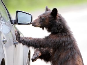 bear with paw on car door