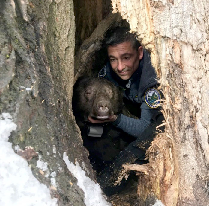 black bear den check