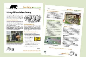 Raising Chickens in Bear Country: a BearWise Bulletin