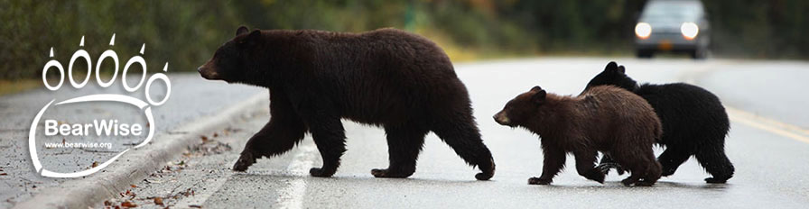 bearwise-web-banner-3bears-crossing-road-narrow