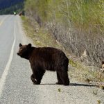 black bear and cub crossing highway
