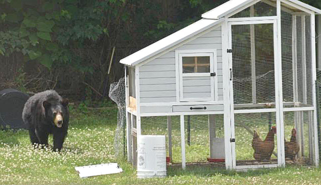 bear approaching chicken coop
