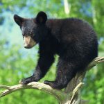 Black bear cub in a tree