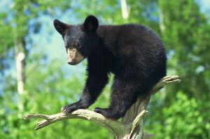 Black bear cub in a tree