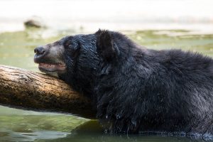 American black bear in water resting on log