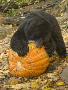 bear eating a pumpkin