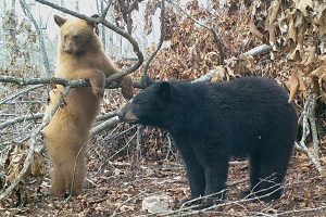 Blond-colored black bear in Missouri