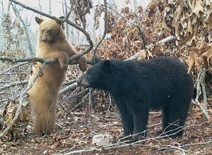 Blond-colored black bear in Missouri
