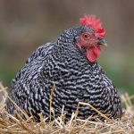 roosting chicken (photo by Alan Olander)