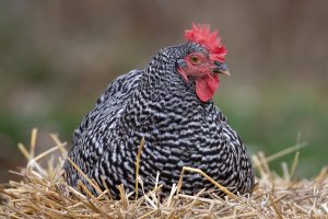 roosting chicken (photo by Alan Olander)