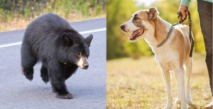 bear safety: black bear on road, dog on a leash