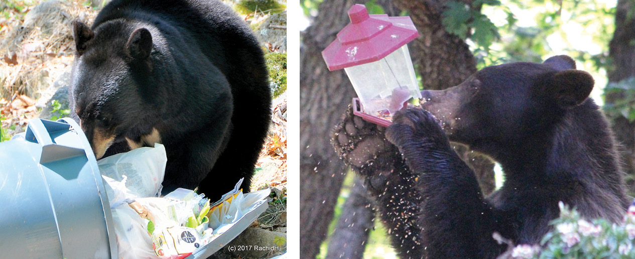 bear raiding trash can; bear eating bird seed