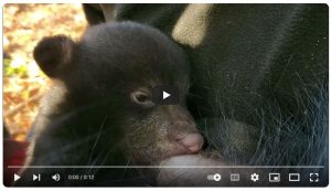 video clip of nursing black bear cub