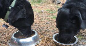 dog food and bears - bearwise