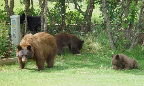 black bear family in Durango, Colorado