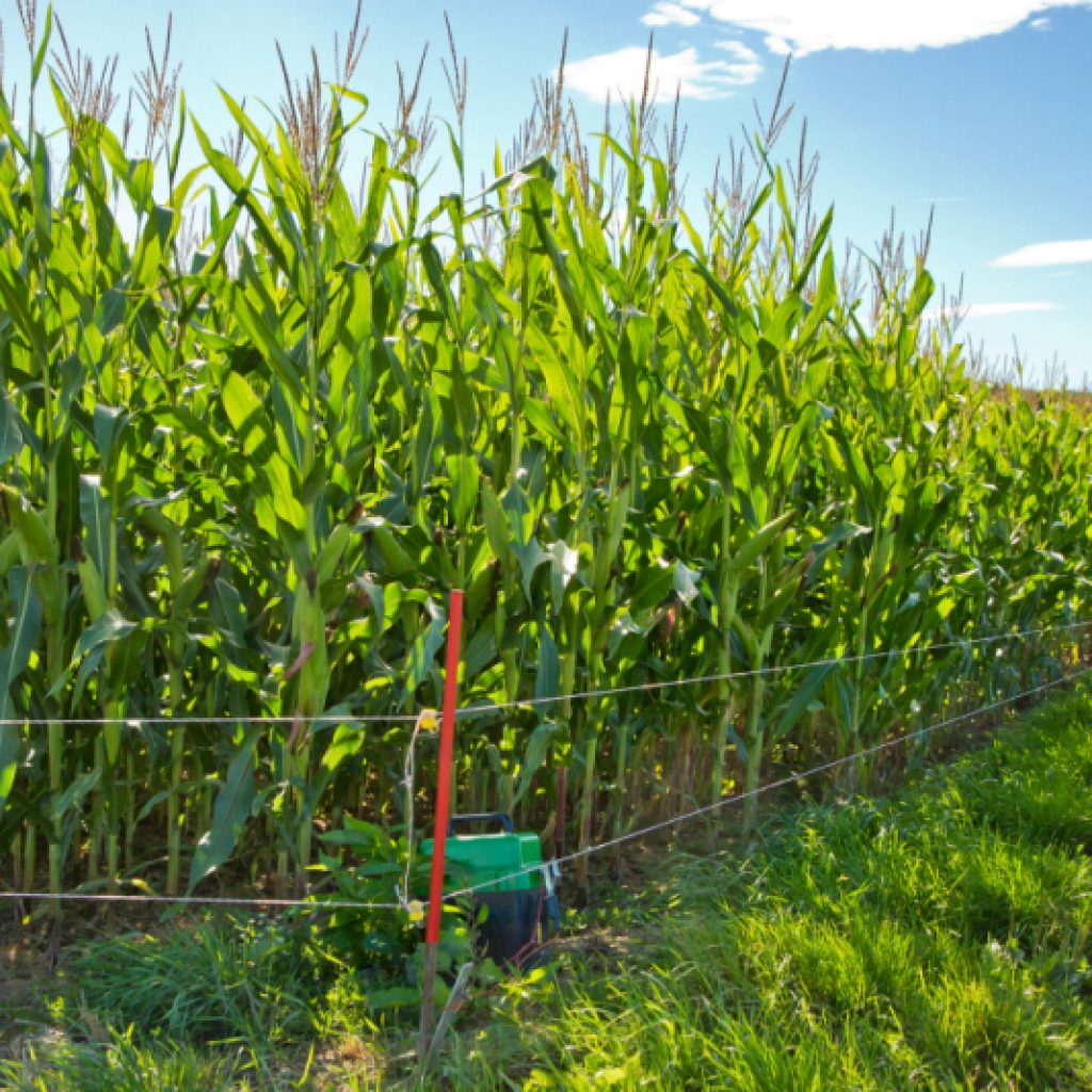 cornfield protected by electric fence