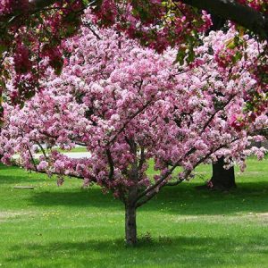 flowering-crab-apple-tree