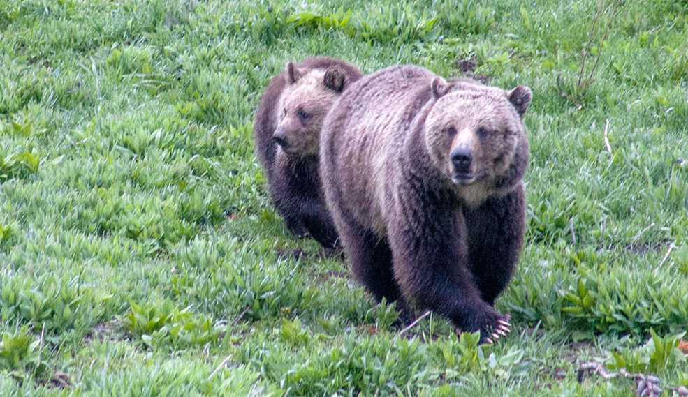 Yellowstone grizzly mother and cub (Nate Bowersock)