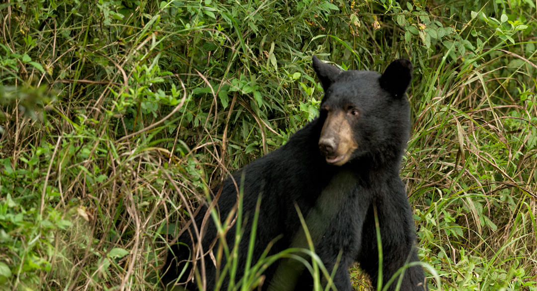 bear safety while hunting - bearwise