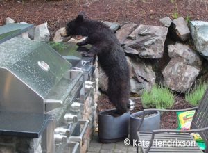 bear at an outdoor grill