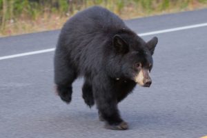 bear on the road - bearwise