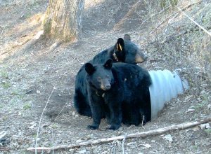 A culvert under a heavily-used military training site road was home to these Minnesota bears. (photo: Minnesota Dept of Natural Resources)
