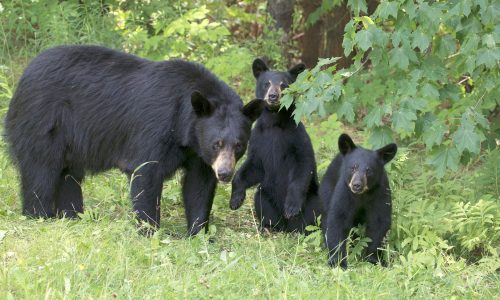 Family outing A black bear sow and her two cubs stand in a forest clearing - Ontario, Canada