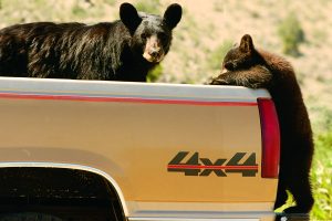 mom-and-cub-going-for-the-trash-in-pickup-mike-fox72dpi mom-and-cub-going-for-the-trash-in-pickup-mike-fox72dpi