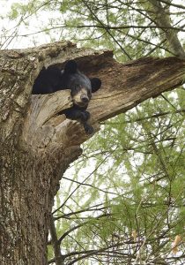 Bear den up in tree