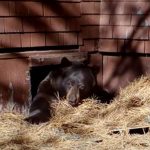 black-bear-in-crawlspace