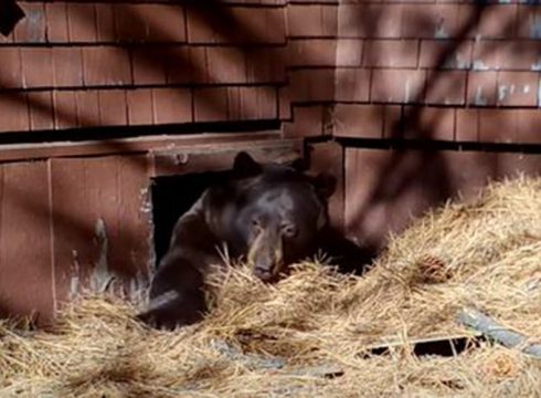 black-bear-in-crawlspace