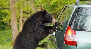 bear and a car - bearwise - never approach a bear